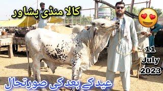 Kala Mandi Peshawar New Updates 11 July 2023 | First Visit After EID  | Peshawar Cow Mandi 2023