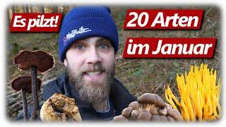 20 types of mushrooms in the January forest | Oyster mushroom, Judas ear, birch polypore | Mushro...