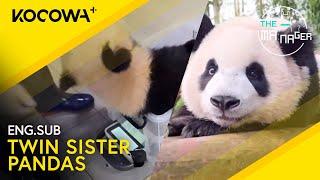 Meet The Twin Sister Pandas: Rui Bao & Hui Bao!  | The Manager EP306 | KOCOWA+