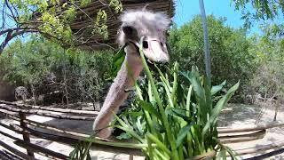 Ostrich Feeding in Zanzibar