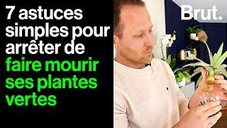 Prendre soin de ses plantes d'intérieur, c'est facile !