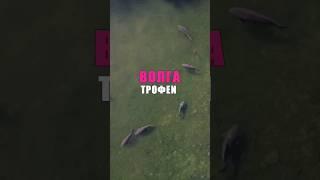 ДИКИЕ  ТРОФЕЙНЫЕ КАРПЫ #карпфишинг