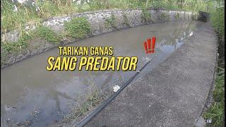 JANGAN MANCING DISINI ‼️ADA IKAN PREDATOR GANAS