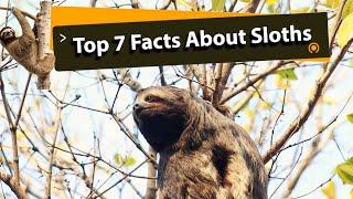 Top 7 Amazing Facts About The Sloths!