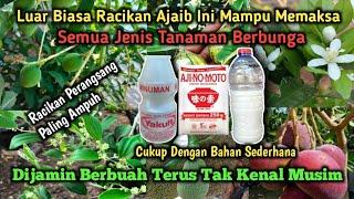 Racikan Pupuk Kilat | Perangsang Bunga dan Buah Super Cepat Tiada Tanding Hanya Modal Yakult ‼️