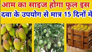 आम का साइज होगा फुल ll  इस दवा के उपयोग से मात्र 15 दिन में ll सुन्दर और चमकीले फल ll #mango