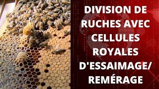 #apikov #apiculture Division de Ruches avec Cellules Royales d'Essaimages/Remérages