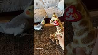 Cockatiel is Challenged to a Bonk off by Toy Giraffe #cockatiel #parrot #yumyumthetiel #bird