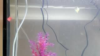 is this glofish tetra aggression normal?