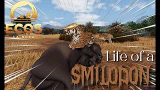 Life of a Smilodon | ROBLOX Ecos: La Brea