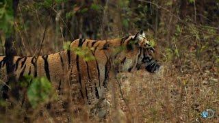 Tigers Take Down a Bear