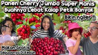 KEMBALI NGEVLOG SETELAH LAHIRAN LANGSUNG PANEN BUAH CHERRY JUMBO SUPER MANIS MAKAN SEPUASNYA DIKEBUN