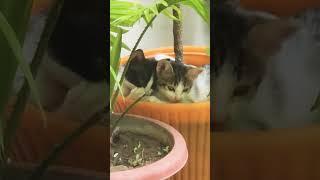 Cute kittens  #kittey #cat #kittens #catlover #funnykittens #crazykitty #shortsvideo