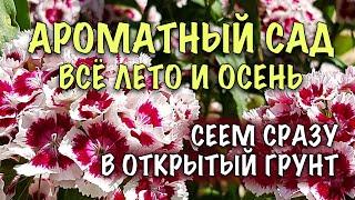 БЕЗ РАССАДЫ! Сеем СРАЗУ В ОТКРЫТЫЙ ГРУНТ! ЛУЧШИЕ АРОМАТНЫЕ ОДНОЛЕТНИКИ. ЦВЕТУТ до ЗАМОРОЗКОВ!