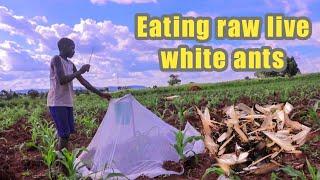 African village life (Uganda): Eating raw white ants