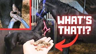 Very funny sound!! | What is that? | Is Coralle pregnant? | Friesian Horses