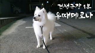 [인간극장..아니 견생극장 1부] 스피츠 강아지 주말 일상 브이로그 Japanese Spitz Dog Charlie