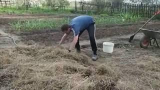 Картофель под соломой или сеном. Выращивание картофеля. Часть 1.