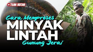 CARA MEMPROSES MINYAK LINTAH GUNUNG JERAI