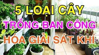 5 Loại Cây Trồng Ban Công Giúp Hóa Giải Sát Khí Vượng Phong Thủy, Nhà Nào Cũng Nên Có