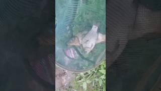 Тгк - t.me/ribalka_qusiks #fishing #рыбалка #carpfishing #carp #рыбка #волга #астрахань
