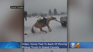 Video Shows Horse Tied To Back Of Moving Pickup Truck In Grand County