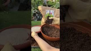 СЕКРЕТ ХОРОШЕЙ РАССАДЫ #рассада #садиогород