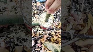 survival lifehacks: turbo stove with sawdust for fire, #lifehacks #survival #camping #outdoors