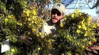 Civano Nursery Vines