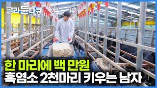 천정부지로 값 올라 마리당 백만 원 흑염소. 방목형으로 2천 마리 키우는 농장 찾아가봤더니｜극한직업｜#골라듄다큐