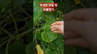 그거아세요? 달걀을 #호박 과 함께 먹으면 단백질 흡수가 더 잘되요.노화방지,항암효과,변비예방. #보물찾기 성공했으니 잔치를 벌여볼까. 송송 채썰어 #잔치국수 #호박전