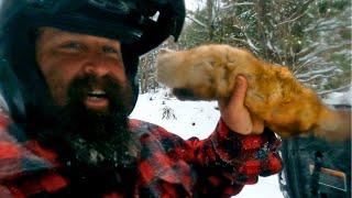 Fur Trapping around Logging Operations