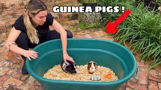 SETTING UP The DUMPED GUINEA PIGS !