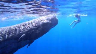 Faccia a faccia con la balena: l'incontro ravvicinato è da brividi