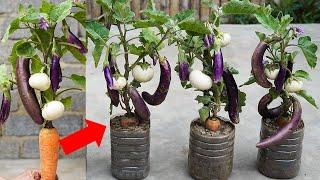 Can't Imagine How To Grow Eggplant And Carrots | How To Grow Eggplant At Home