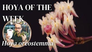 Hoya oreostemma is ALMOST perfect | Hoya of the Week