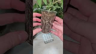 1 таблетка и рассада толстеет на глазах, из чахлой в мощную за пару дней  #plants #garden #огород
