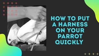 How to put an Aviator Bird Harness on a Parrot in 30 seconds and Review