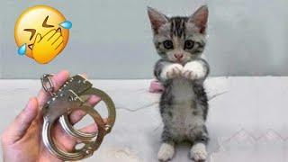  You Laugh You Lose Dogs And Cats  New Funny Catss 2024 