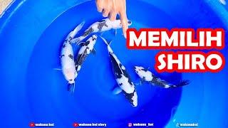 BUTUK KESABARAN UNTUK BISA MEMILIKI IKAN KOI YANG BAGUS