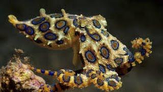 Der Blauring Octopus zählt zu den 10 giftigsten Tieren der Welt