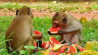 Baby monkey ALBA eating sweet watermelon