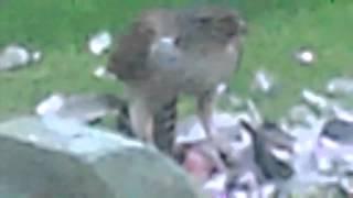 Hen Harrier eats pigeon in back garden