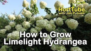 How to grow Limelight Hydrangeas (Hydrangea Paniculata or Tree Hydrangea)