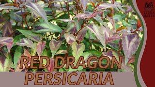Unveiling the Allure of RED DRAGON PERSICARIA | garden gem spotlight!