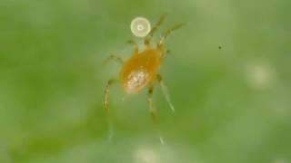 Phytoseiulus Persimilis close up video | Beneficial Insects | Predator Mites Bio-Systems L.L.C