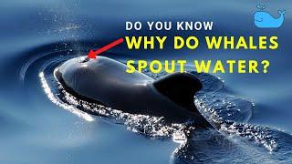 Do You Know Why do Whales Spout Water? | Some Amazing Facts about the Whales |
