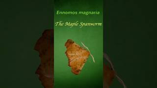 The Maple Spanworm Moth