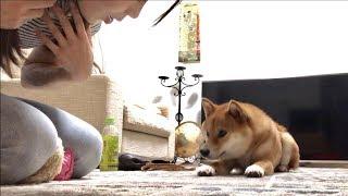 「こんにちは」の練習    柴犬ゆき Shiba inu, Yuki