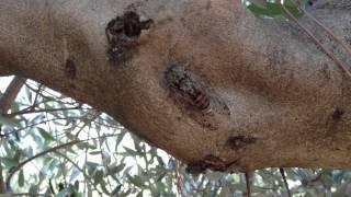 Singing cicada (Lyristes Plebeius)